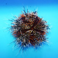 Arici Tripneustes Gratilla - Pincushion Hairy Urchin